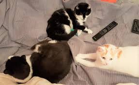 Katzen können durchaus „ beleidigt  sein, wenn man ihnen zu wenig zeit zukommen lässt. Angstliche Katze Katze Pinkelt Katze Hat Angst Und Pinkelt Und Kotet
