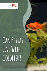 Differences between betta fish & goldfish. Can Bettas Live With Goldfish Tank Size Water Conditions And More