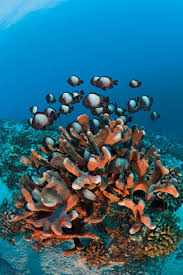 Pin On Scuba