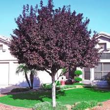 Purple flowers are stunning (imho). 23 Purple Leaf Plum Tree Ideas Purple Leaf Plum Tree Plum Tree Tree