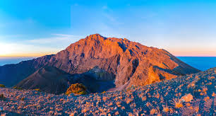 Image result for Cirsium  buchwaldii