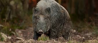 Considered luxury pork, wild boar has a sweet, rich and nutty flavor that is unlike other boar you have had before. Wild Boar Hunting In Europe Bookyourhunt Com