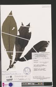 Image result for Trichostachys