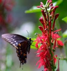 We did not find results for: Red Perennial Flowers Howstuffworks