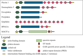It is found only in papua new guinea. The Attributes Of Plakins In Cancer And Disease Perspectives On Ovarian Cancer Progression Chemoresistance And Recurrence Cell Communication And Signaling Full Text
