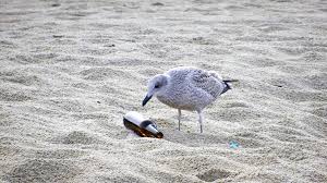 Destruction of ecosystems ecosystems (the interaction of living things in a place, depending on each other for life) can be severely changed or destroyed by water pollution. The Causes And Effects Of Ocean Pollution