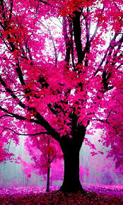 Tons of awesome pink cute wallpapers to download for free. Page 6 Hd Pink Nature Wallpapers Peakpx