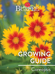 Check spelling or type a new query. Learn About Coreopsis Burpee