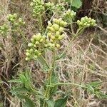 Image result for Erigeron steudelii