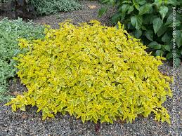 Image result for Cissus guerkeana