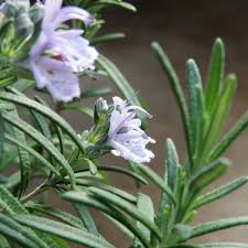 Image result for Tacazzea rosmarinifolia