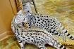 Savannah Cat Breeders - Savannah Cats, Bengal Cats For Sale