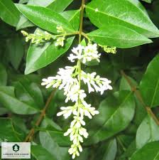 Image result for ligustrum ovalifolium