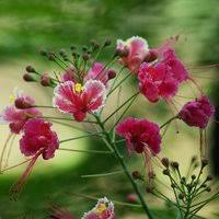 Check spelling or type a new query. Unusual Plants From South America Onszaden