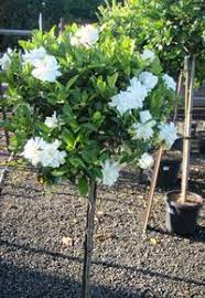 Gardenia Standard Topiary Plants Sydney Topiary Plants French Country Garden Landscaping Plants