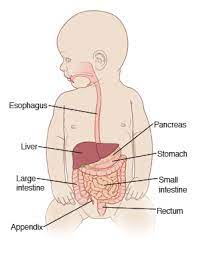 Salmonella Gastroenteritis Baby Toddler