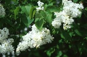 Image result for Lankesteria alba