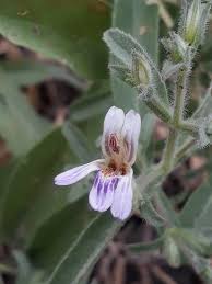 Image result for Duosperma quadrangulare