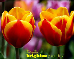 Check spelling or type a new query. Quotes On Flowers To Brighten Day Quotesgram