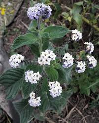 Image result for Heliotropium elongatum