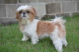 Shiranian Complete Guide Info Pictures Care More Pet Keen