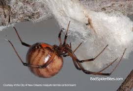 Bleach has a multitude of uses. Brown Widow Spider Badspiderbites Com