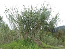 Image result for Nesaea rautanenii