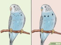 You can see her cere is pinkish. How To Identify Your Budgie S Sex 8 Steps With Pictures