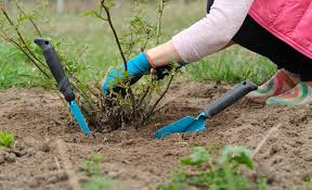 To get the most out of your rose, it is generally best to: How To Care For Roses The Home Depot