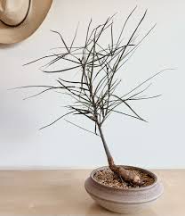 Image result for Brachychiton