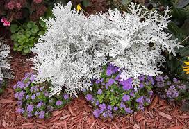 Topics referred to by the same term. 15 Beautiful Silver Leaf Plants To Brighten Up Your Garden