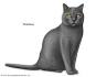British Shorthair Cat Breed - Complete Description ...