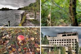 The chernobyl accident occurred in 1986 at the chernobyl nuclear. At Chernobyl Hints Of Nature S Adaptation The New York Times