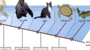 تنوع الكائنات الحية ومبادئ تصنيفها In 2020