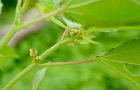 Image result for Triumfetta rhomboidea