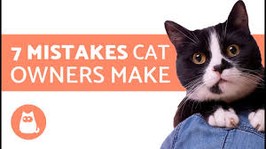 Amuse authentic product from japan. Possible Reasons Why Your Cat Has A Swollen Abdomen Or Belly Pethelpful By Fellow Animal Lovers And Experts