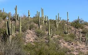 The san pedro cactus does exceptionally well in southern california and arizona. Drosophila Mettleri Wikipedia