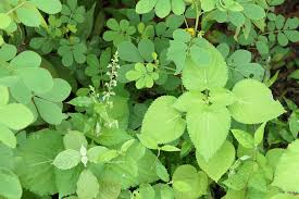 Image result for Equilabium