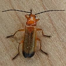 Image result for Ficalhoa