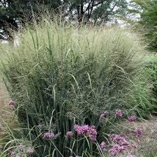 Image result for Panicum flacciflorum