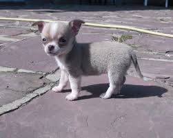 Chihuahua Bleu Fawn Et Blanc Cute Chihuahua Chihuahua Puppies Cute Puppies