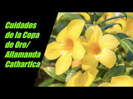 Maybe you would like to learn more about one of these? Cuidados De La Planta Copa De Oro Trompeta De Oro Allamanda Cathartica Youtube