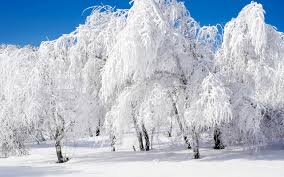 Snowy wallpaper illustrations for iphone in 2020 | snow wallpaper iphone, scenery wallpaper, backgrounds phone wallpapers. Winter Hd Wallpaper Background Image 2560x1600