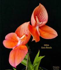 Image result for Disa satyriopsis