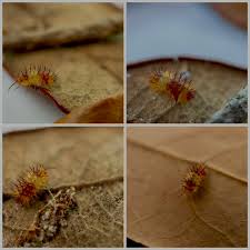 Image result for Callilepis laureola