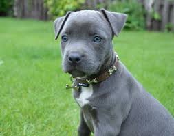 Check spelling or type a new query. American Staffordshire Terrier Amstaff Price And Puppies For Sale