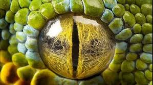 The sporcle zoo iii 9. Extreme Close Up Of Animal Eyes Video Dailymotion
