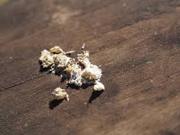 蓼食う虫も好き好き