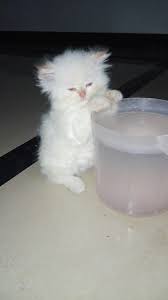Treasured kittens offers the finest teacup kittens and persian kittens for sale. Pets Pakistan White Persian Kitten 2 Months Old Blue Eyes Female Triple Coated