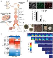 This is a dummy description. Functional Cortical Neurons And Astrocytes From Human Pluripotent Stem Cells In 3d Culture Nature Methods